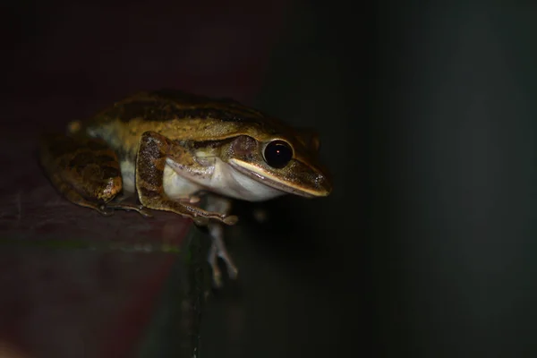 Closeup Shot Frog Wooden Surface — ストック写真