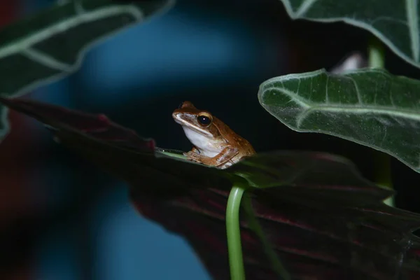Close Frog Sitting Tree Branch — ストック写真