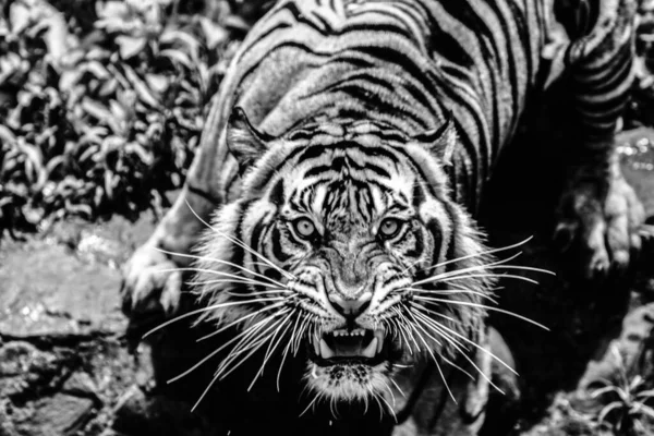 Portrait Angry Sumatran Tiger — Stock Photo, Image