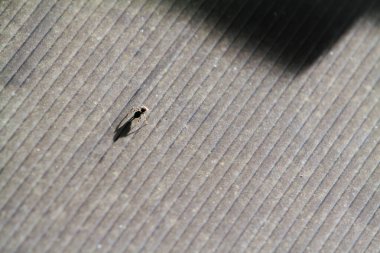 Güzel, genç bir kuşun yakın çekim makro fotoğrafı.