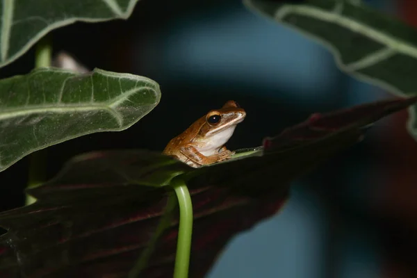 床に小さなくちばしで葉の上にかわいい小さな緑のカエルのクローズアップ — ストック写真