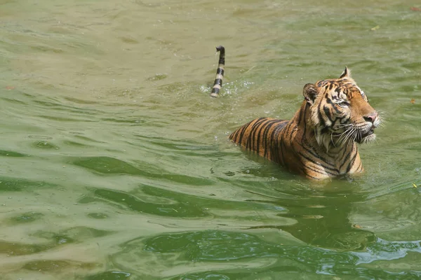 Close Tigre Uma Água — Fotografia de Stock