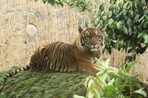 Close Portrait Adult Male Tiger Panthera Tigris — Stock Photo, Image