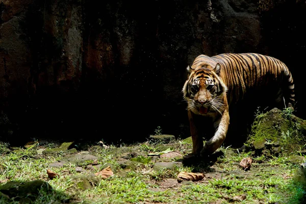 Tigre Parte Trás Água — Fotografia de Stock