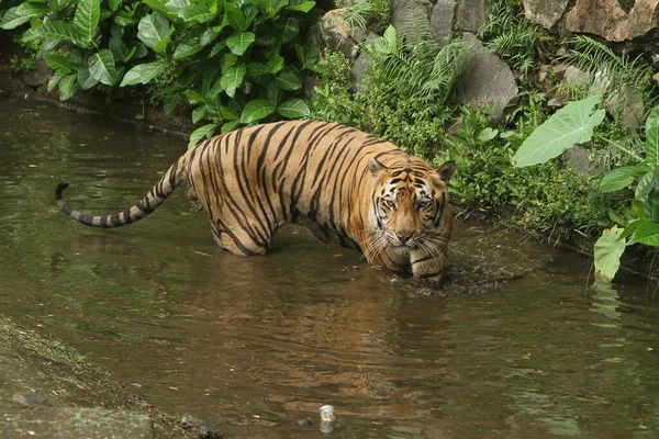 Beautiful Tiger Water — Stock Photo, Image