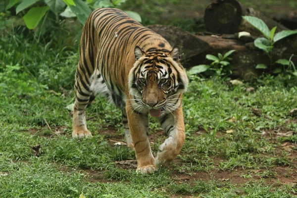 Tigre Dans Zoo — Photo