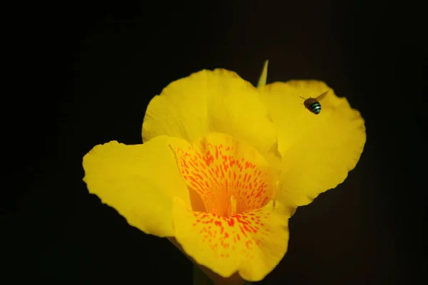 黑色背景上美丽的黄色花朵 — 图库照片