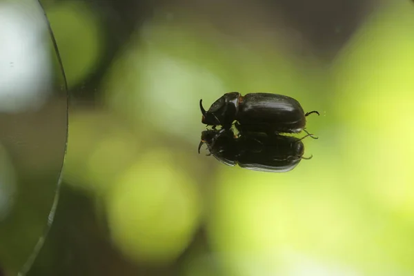 葉の上の甲虫 — ストック写真