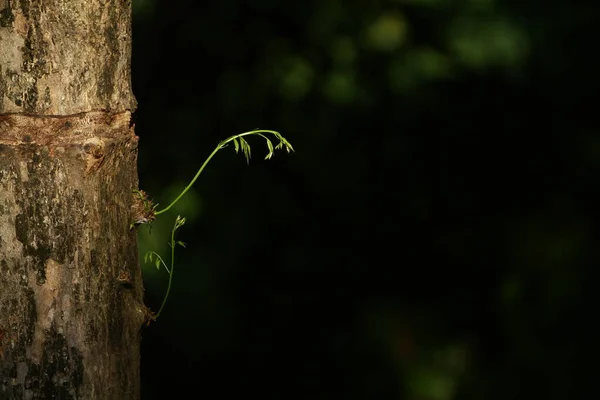 Зелене Листя Флора Фауна — стокове фото