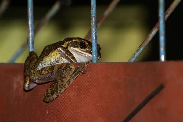 木の板の上でカエルのクローズアップショット — ストック写真