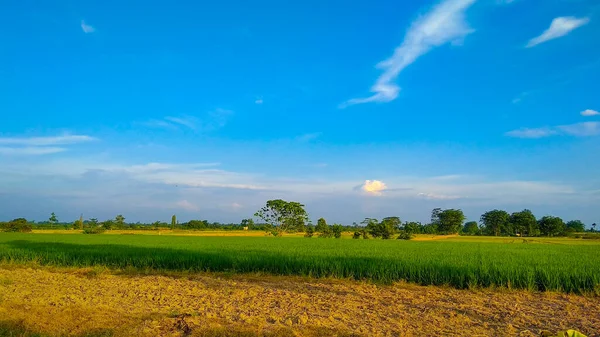 Красивый Пейзаж Полем Зеленой Травы Голубым Небом — стоковое фото