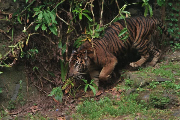 Tigre Allo Zoo — Foto Stock
