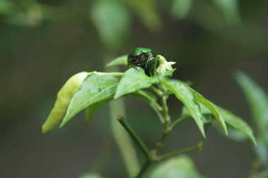 Vahşi doğada böceğe yakın.