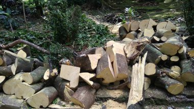 Ateş için odun yığını.