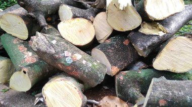 Ormanda satılık odun yığını