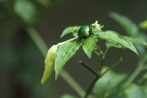 緑の葉や植物や動物 — ストック写真