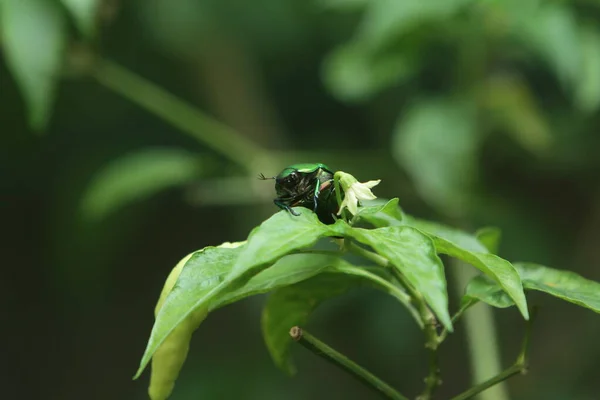 Tiro Close Bug Jardim — Fotografia de Stock