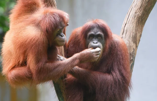 Close Orangutan Forest — стоковое фото