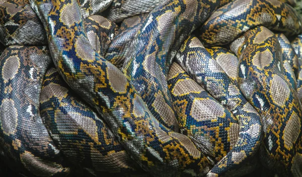 Ormskinn Reptil Djur Vilda Djur Däggdjur Rovdjur Krokodil Python — Stockfoto