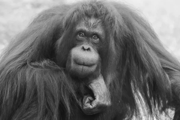 Портрет Милого Орангутанга — стоковое фото
