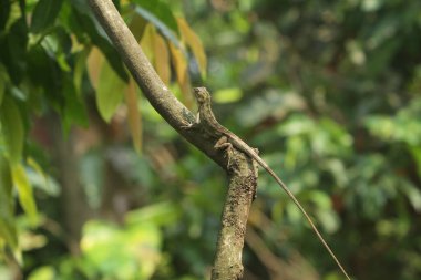 Yapraklı yeşil ağaç gövdesi 