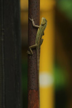 Ağaçtaki bir kertenkeleye yaklaş 