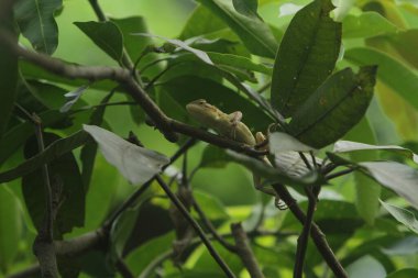 Ağaçta sürünen bir bukalemun.