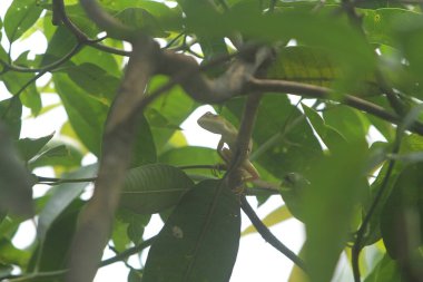 Ağaçta sürünen bir bukalemun.