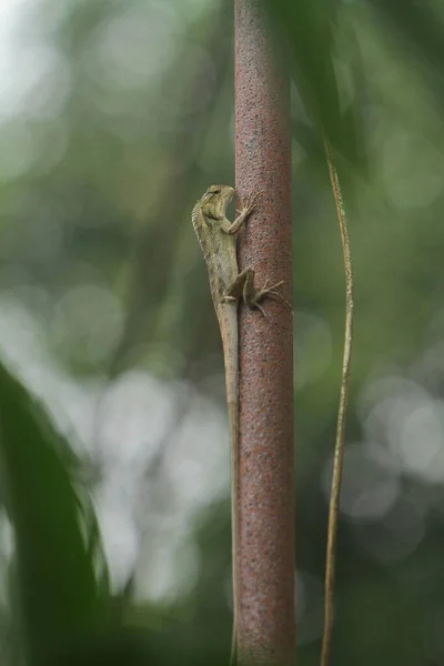 Närbild Grön Kameleont Trädgården — Stockfoto