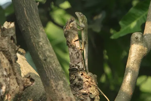Ein Chamäleon Das Auf Einem Baum Kriecht — Stockfoto