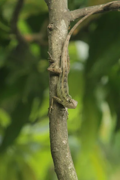 Chameleón Plazící Stromě — Stock fotografie