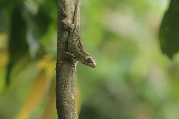 Camaleón Arrastrándose Sobre Árbol — Foto de Stock