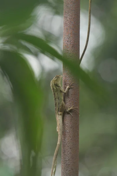 Ein Chamäleon Das Auf Einem Baum Kriecht — Stockfoto