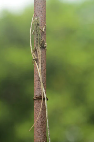 Kameleont Som Kryper Ett Träd — Stockfoto