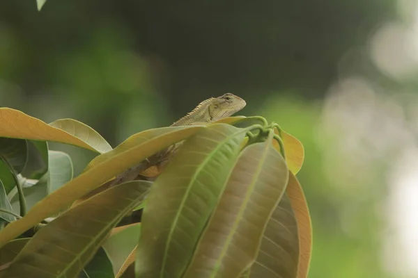 Kameleont Som Kryper Ett Träd — Stockfoto