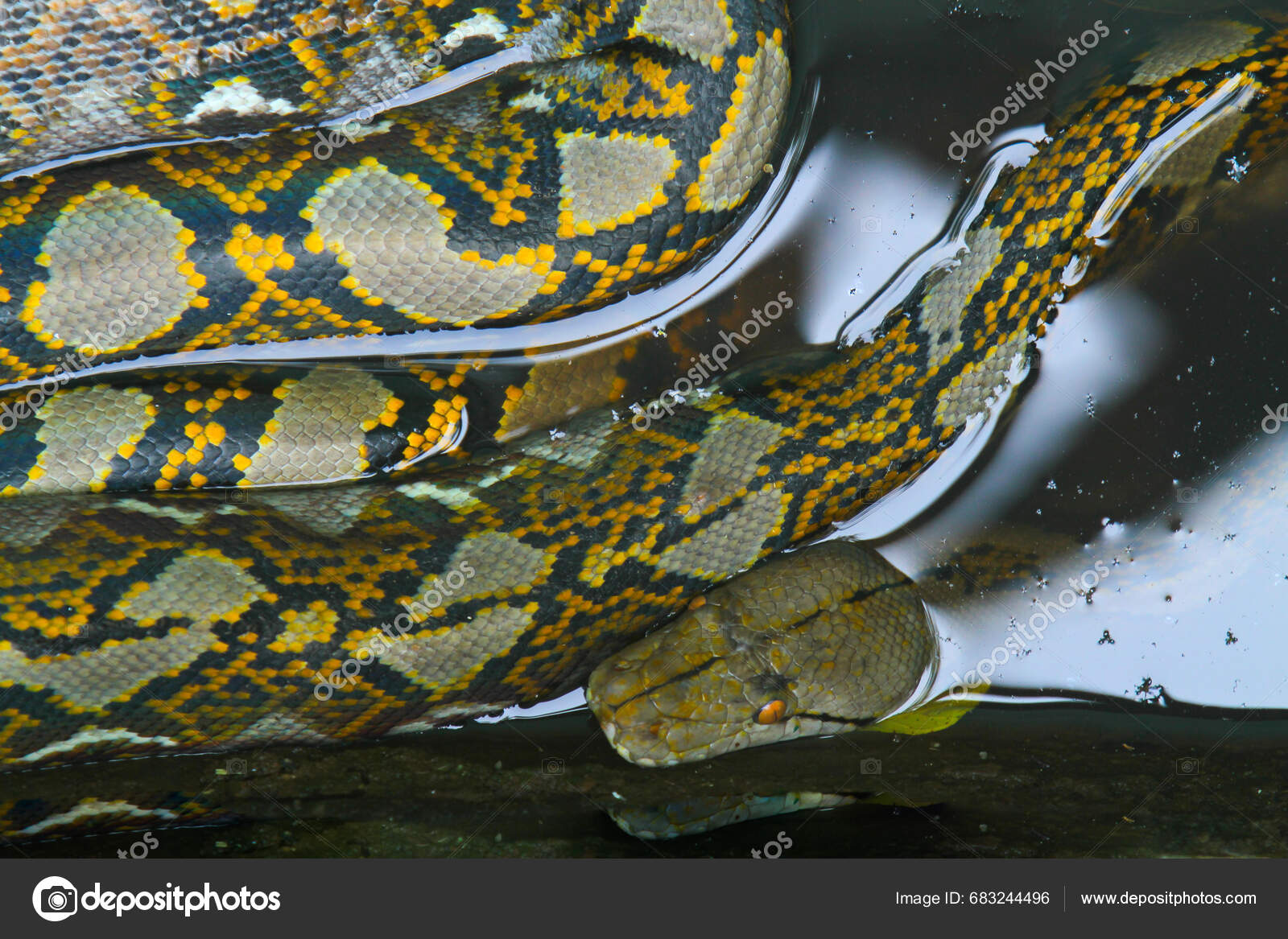 Close View Python Snake Water — Stock Photo © Pitokung #683244496