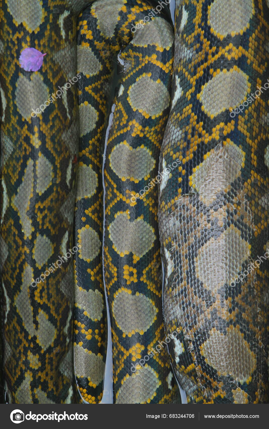 Python Python Python Python Python Snake Snake Python Python Snake Python