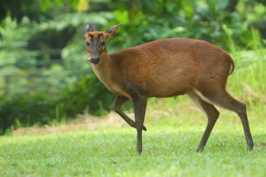 Khao Yai Ulusal Parkı 'nda kırmızı geyik.