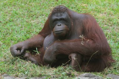orangutan hayvanat bahçesinde