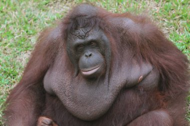 orangutan, orangutan, bronz orangutan, endonezya, borneo, borneo