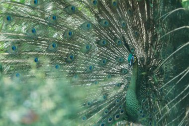 Tavus kuşu, güzel fotoğraf.