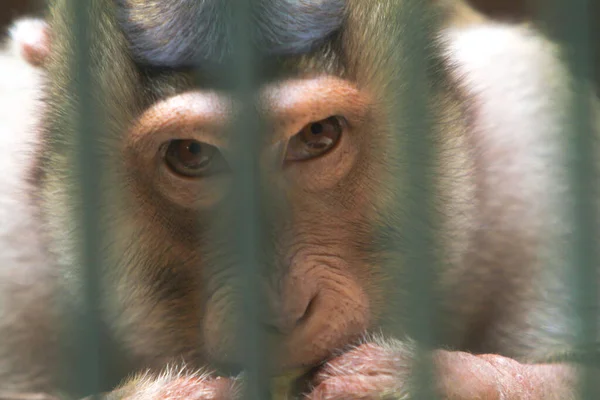 monkey behind the bars