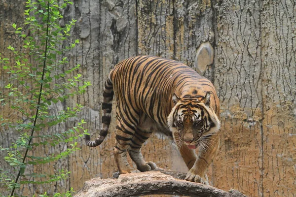 tiger in the forest