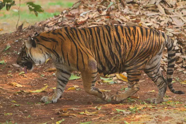 tiger animal, predator animal cat