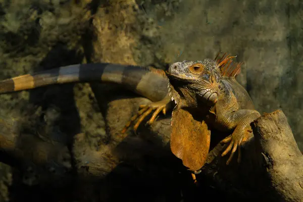 iguana, the animal in the wild