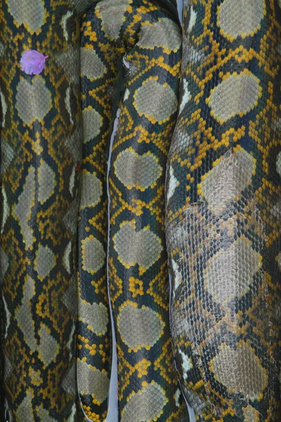 Pitón Pitón Pitón Pitón Serpiente Pitón Serpiente Pitón Serpiente Pitón Serpiente Pitón
