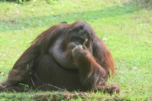 Большой Загар Орангутанга Зоопарке — стоковое фото