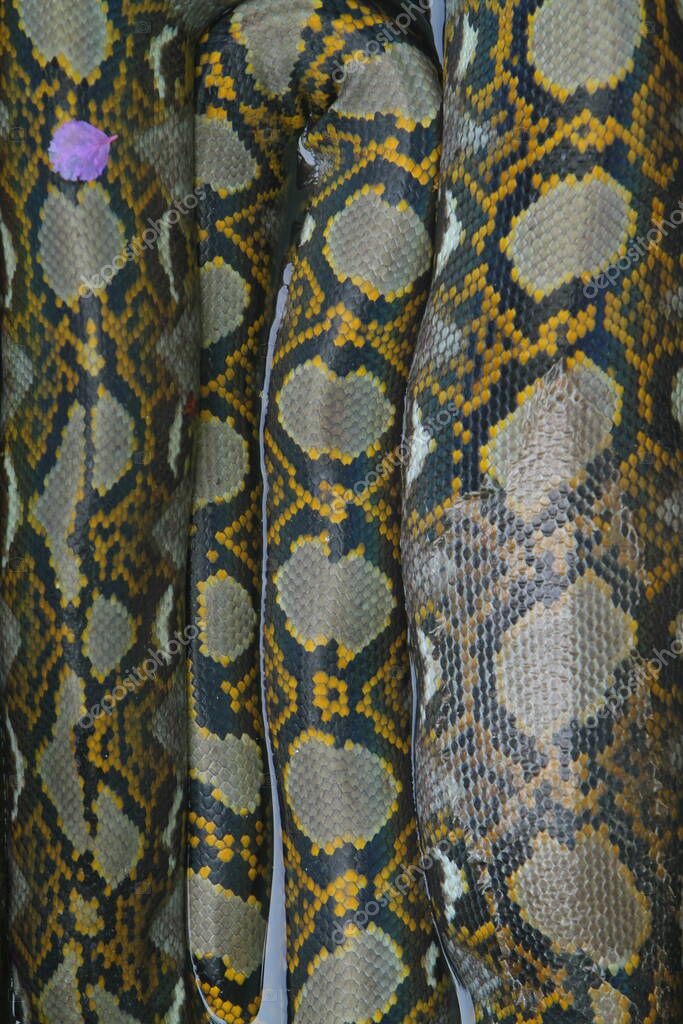 Pitón Pitón Pitón Pitón Serpiente Pitón Serpiente Pitón Serpiente Pitón Serpiente Pitón