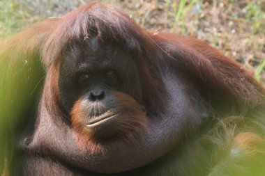 Ormanda orangutan.