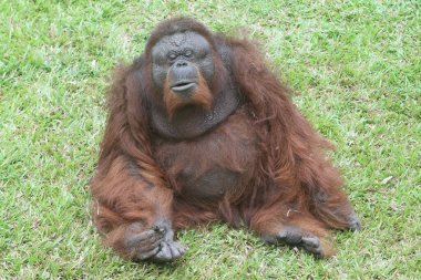 Bir orangutan yakın yukarı